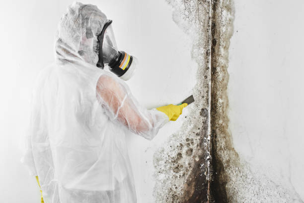 Biohazard Mold Removal in Bellefonte, PA