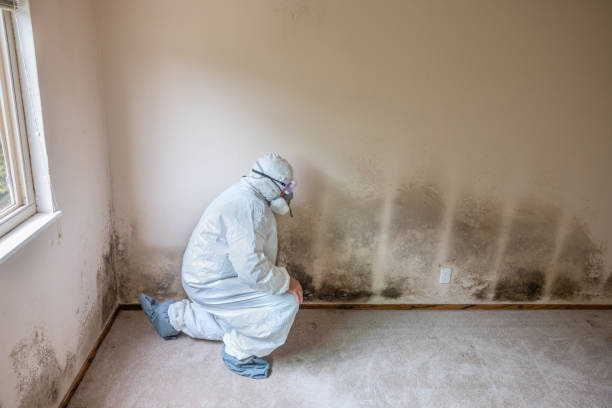 Best Black Mold Removal  in Bellefonte, PA